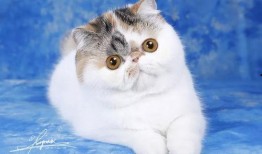 猫咪冠军爆料视频,爆笑视频背后的精彩故事