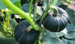 情侣网红吃瓜图片大全,情侣网红吃瓜图片大盘点